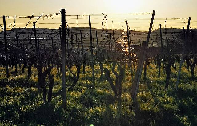 Stille im Weinberg