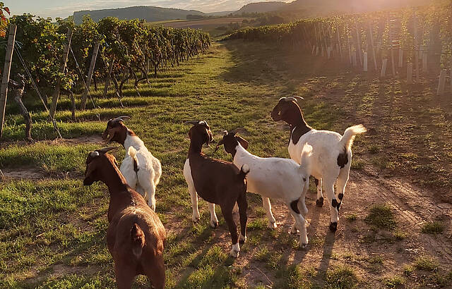 Sonnenuntergang unterm Heuchelberg