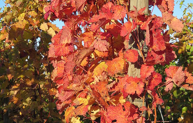 traumhafte Herbstfarben