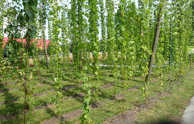 Hopfen