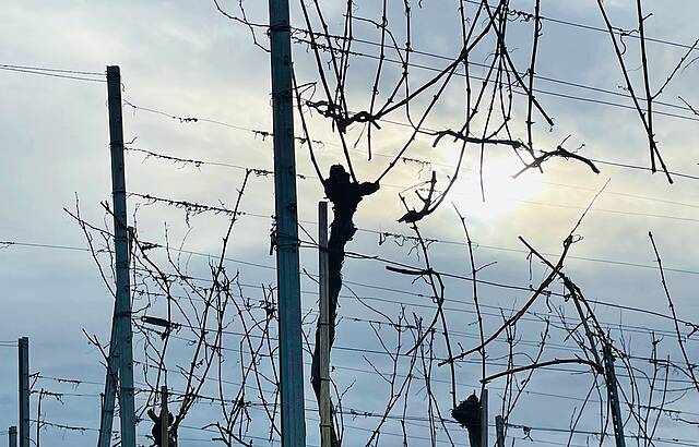 Weihnachtssonne im Felsengarten