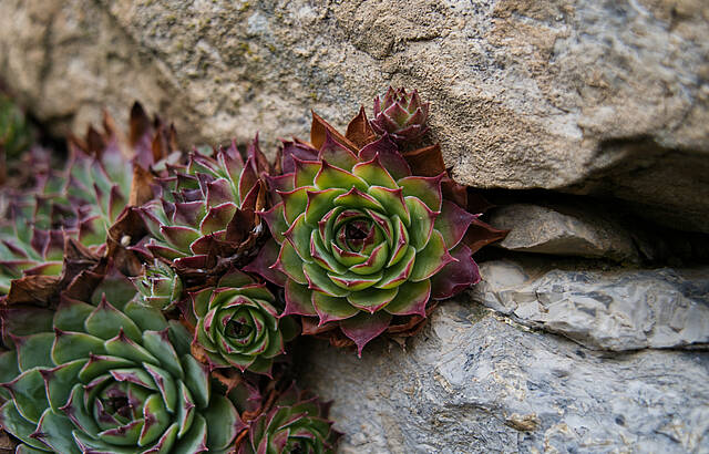 Farbenbracht auch im Winter