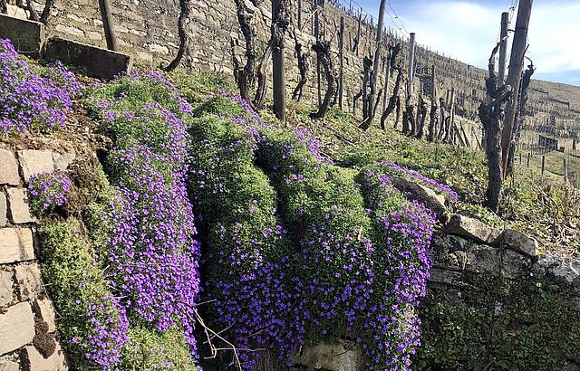 Frühling im Wengert