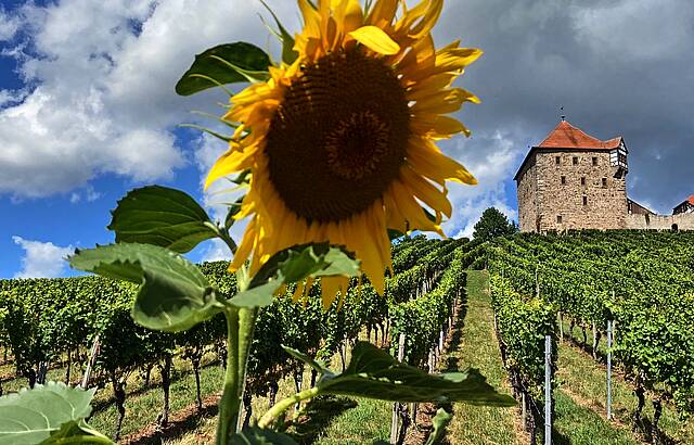 Die "Sonne" strahlt über die Reben der Burg Wildeck / Abstatt