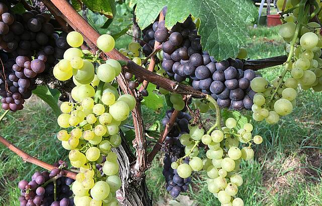 Faszination Grauburgunder