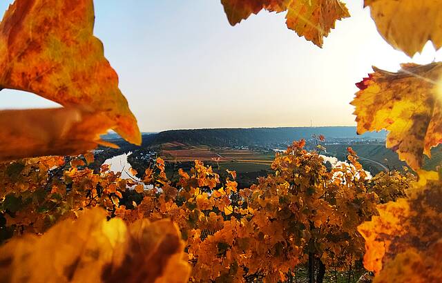 Neckarschleife Mundelsheim