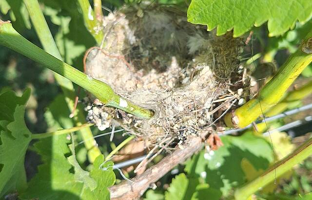 Natur pur im Weinberg 