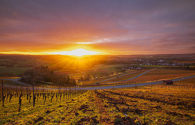Sonnenuntergang im Weinberg