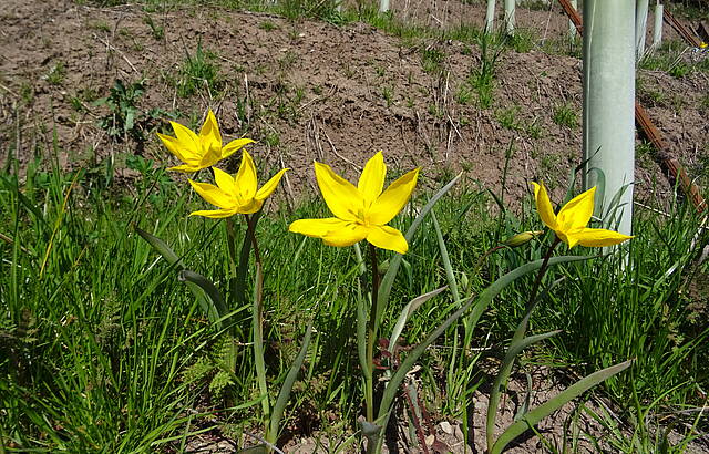 Weinbergtulpen