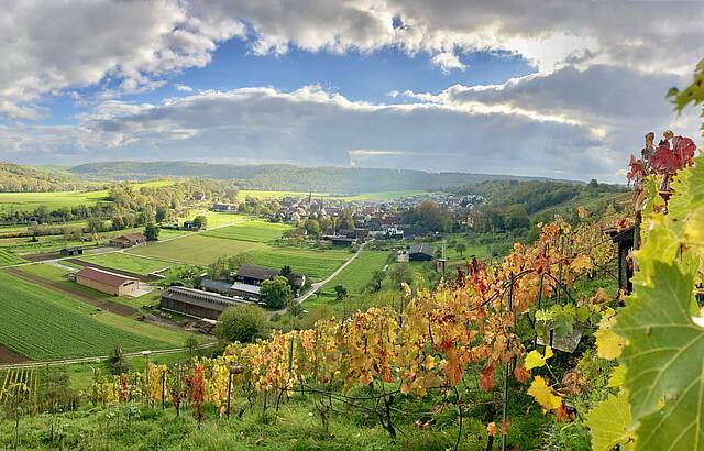 Bunter Wein - Herbst an der Enzschleife bei Mühlhausen 
