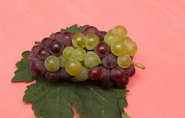 Württemberger Schillertraube