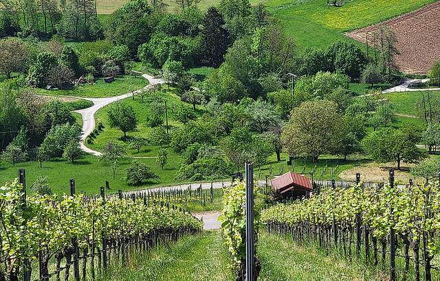 Frühling im Weinberg
