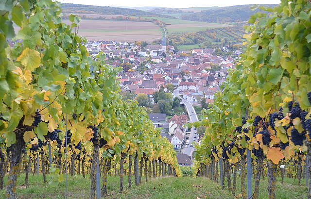 Spätburgunder über Markelsheim