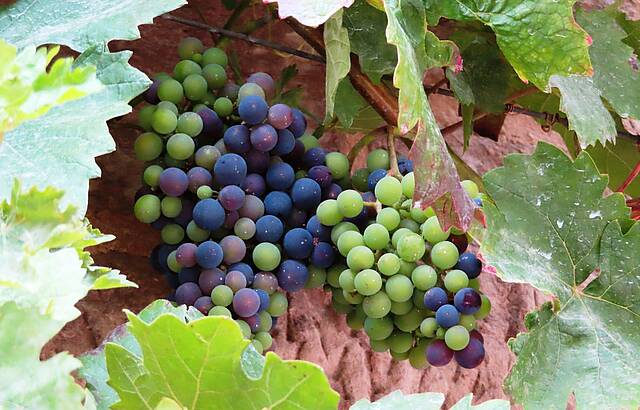 Trauben-Farbenpracht