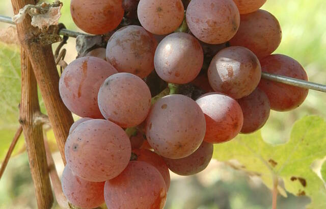 Das wird ein guter Tropfen!