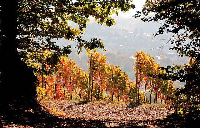 ...ganz langsam wird es Herbst