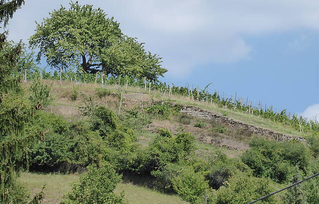 Weinberg oberhalb von Hohenklingen