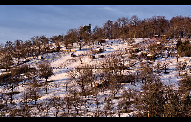 kleiner Weinberg ruht in Weiß