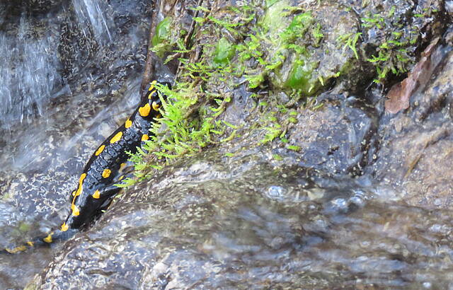 Feuersalamander - in einem Bachlauf im Remstal