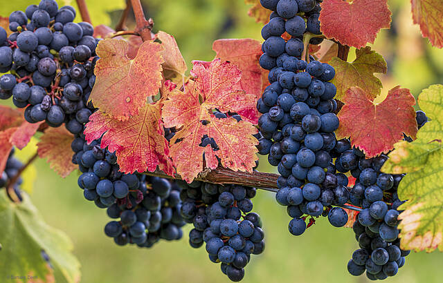 Ich kann mich nicht satt sehen