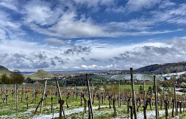 April, April - der macht im Wengert was er will...