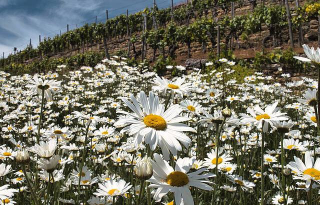 Margeriten soweit das Auge reicht