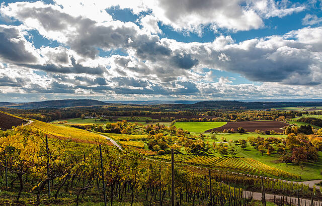 Weinberge bei Diefenbach