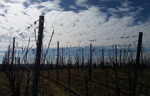 Frühjahr im Kraichgau