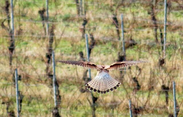 Weinbergüberflieger