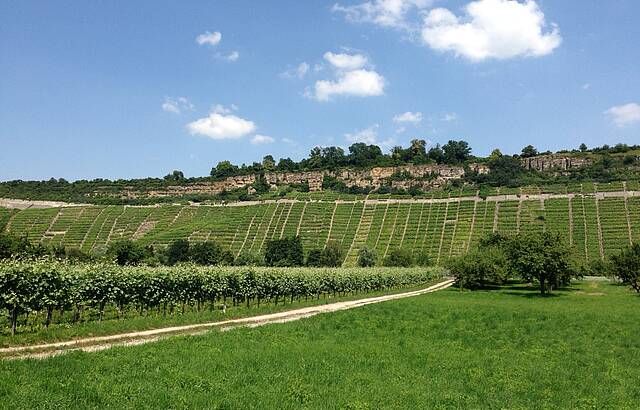 Felsengartenweinberge bei Hessigheim