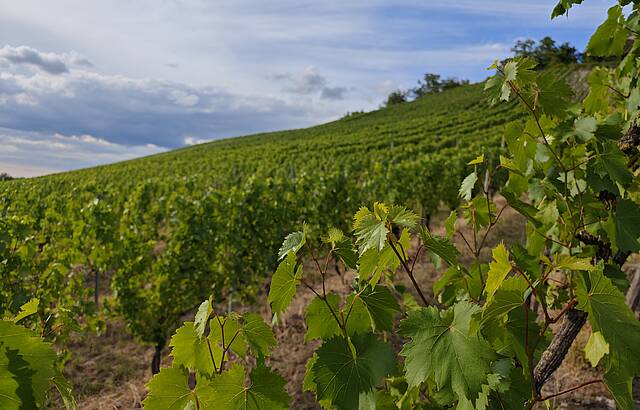 grüne Weinbergimpression