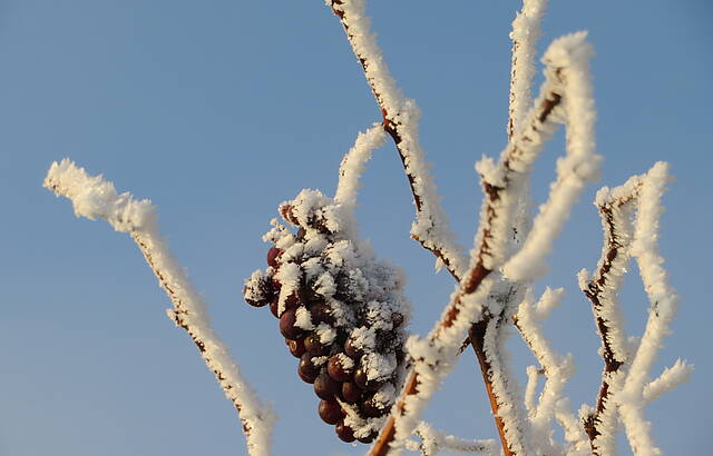 gefrostete Trauben