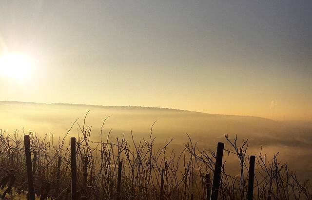 Morgenstimnung im Weinberg 