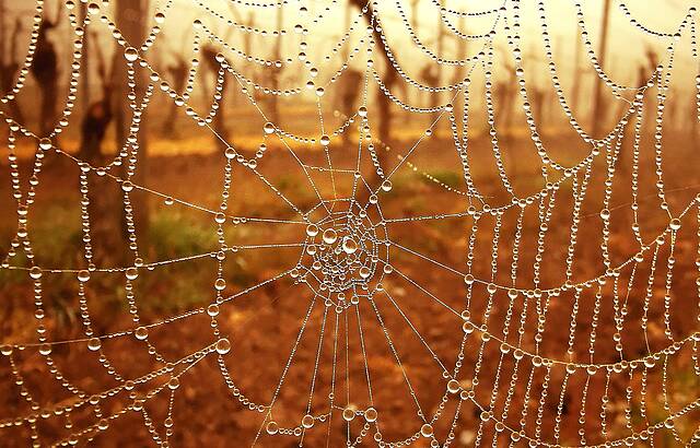 Weinberg gut "vernetzt"
