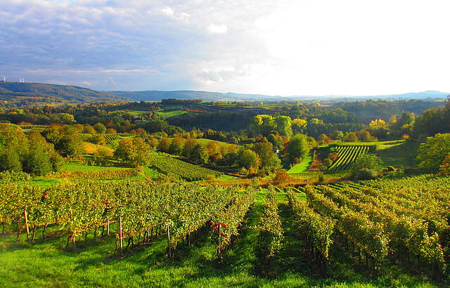 Weinheimat Württemberg
