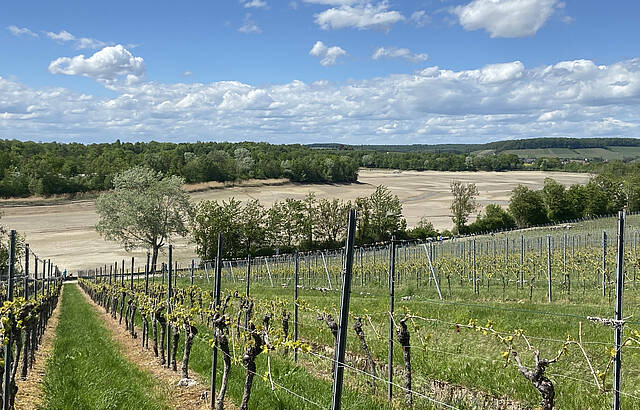 Wein wächst auch am abgelassenen See