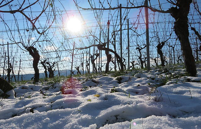 Winterwonder-Weinland