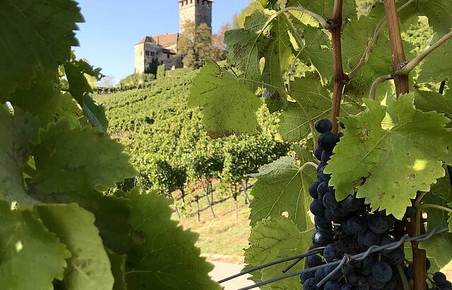 Blick zur Burg Lichtenberg
