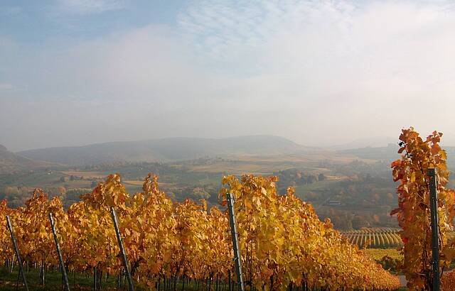 Leuchtende Reben auf dem Scheuerberg