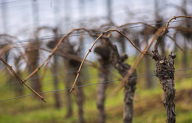 Die andere Sicht eines aufgeräumten Weinbergs