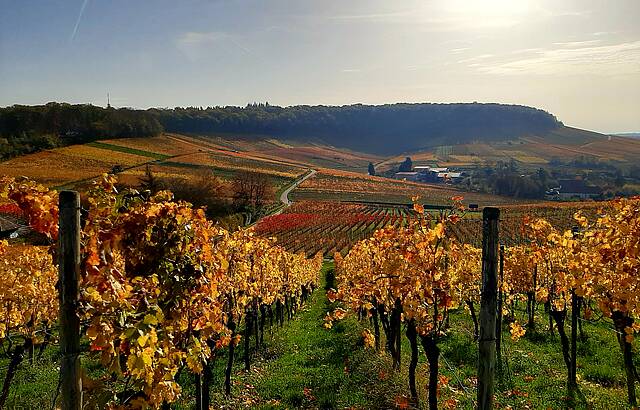 Herbstsonne genießen 