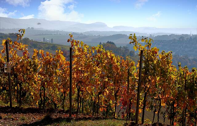 ....ganz langsam wird es Herbst II