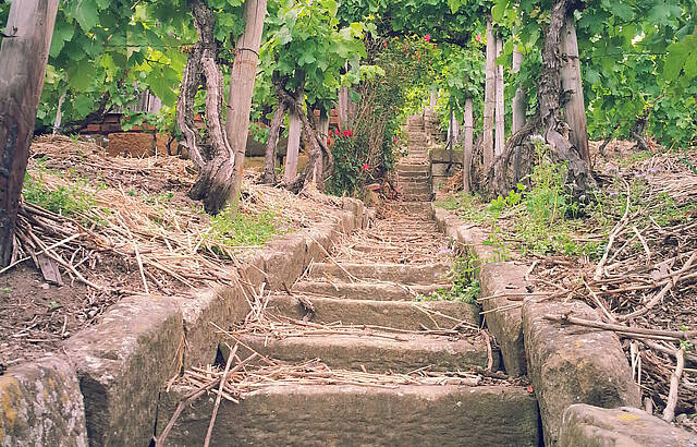 Wengertstäffelepanorama