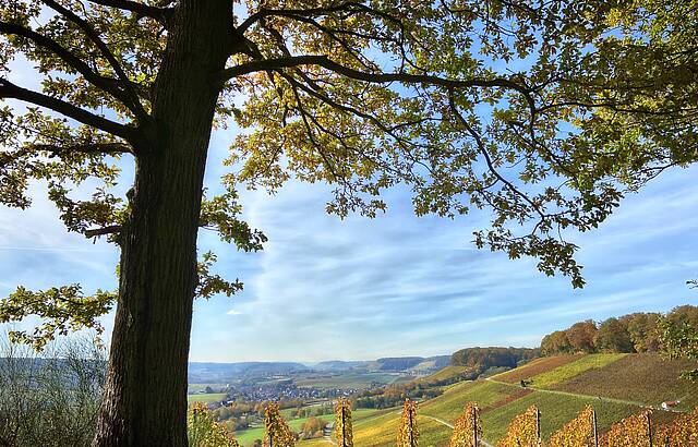 Weinberge, die aus dem "Rahmen fallen"