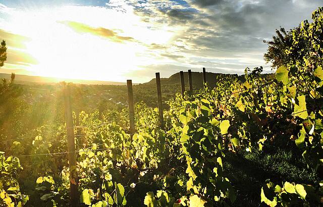 Weinberg Breitenholz 1