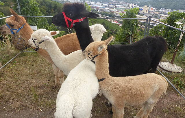 Weinsafari 2016 in Stuttgart