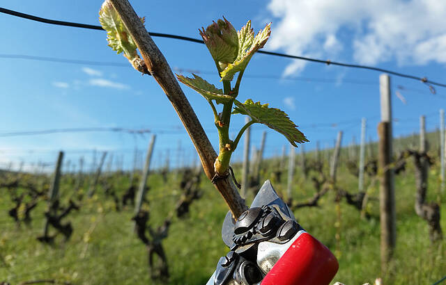 Schnipp-Schnapp Frostrute ab!