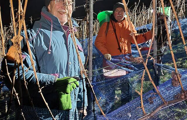 Eisweinlese in Freudenstein