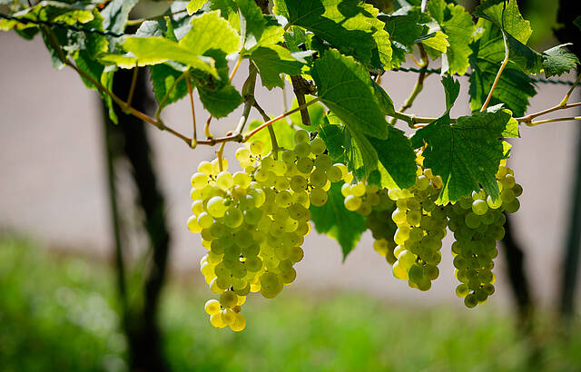 Die Trauben sind reif zur Ernte