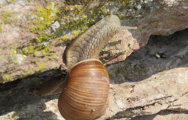 Weinbergschnecke erklimmt Weinbergmauer